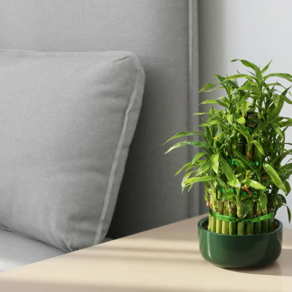Bamboo is an easy-to-care-for Asian plant that can make a lovely housewarming gift.