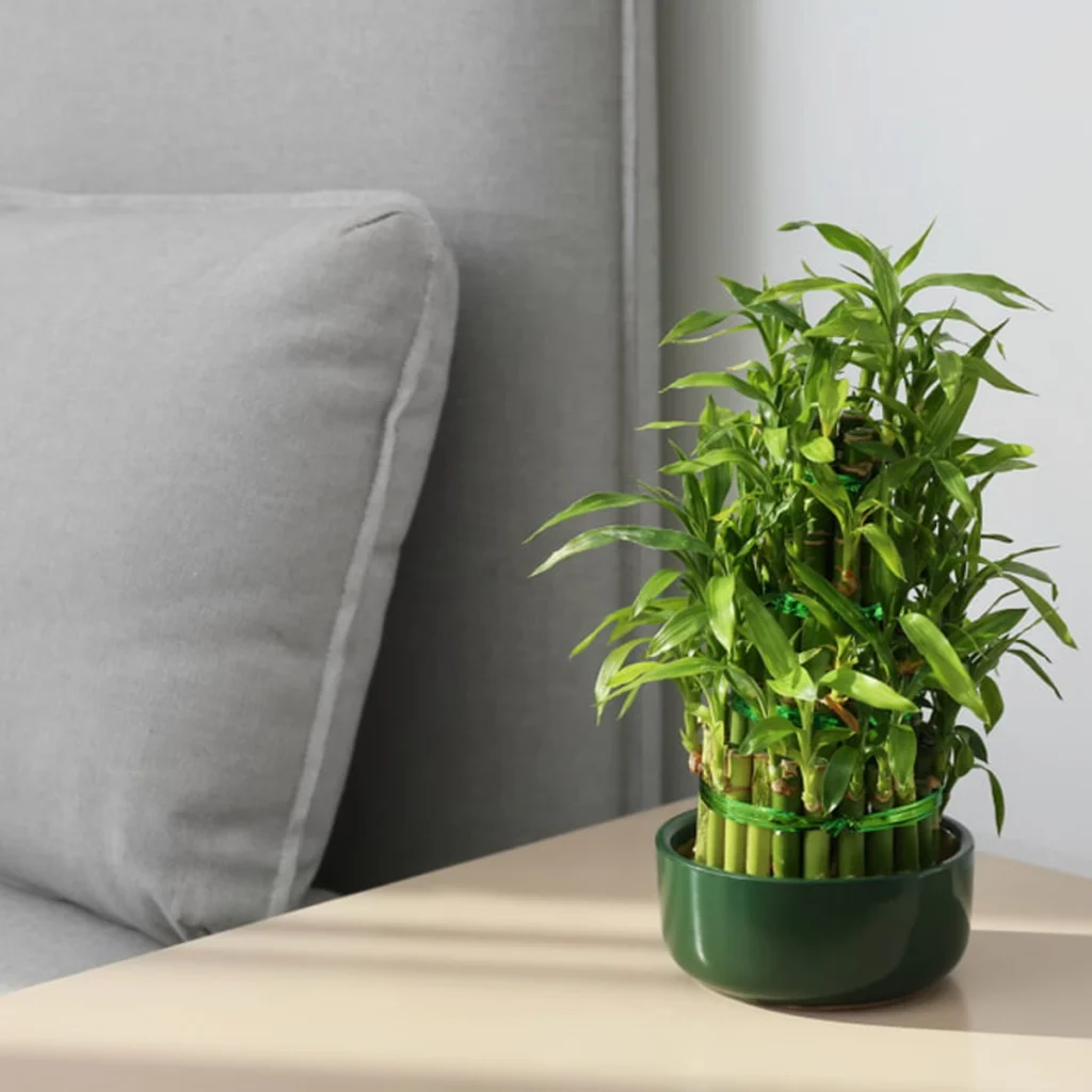 Lucky bamboo plant in green ceramic pot on wooden table with grey couch background